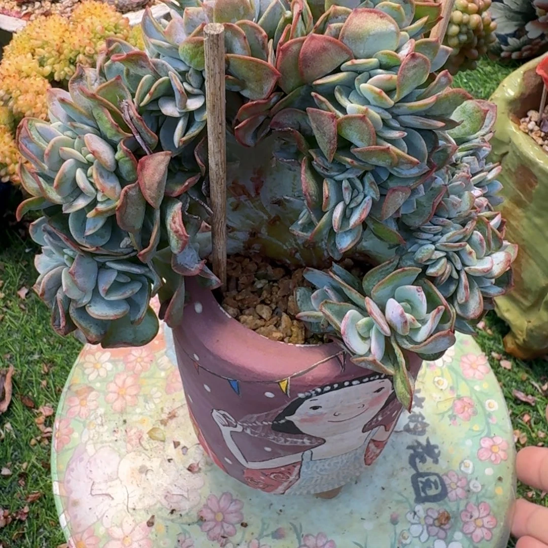 白凤板子多肉植物