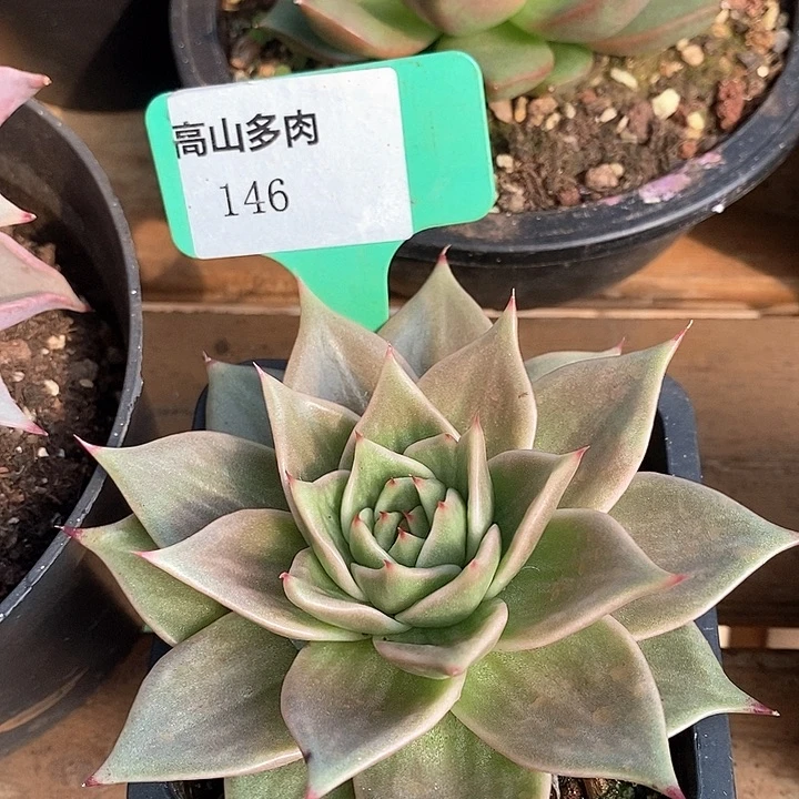 x146-直播福利 星星锦