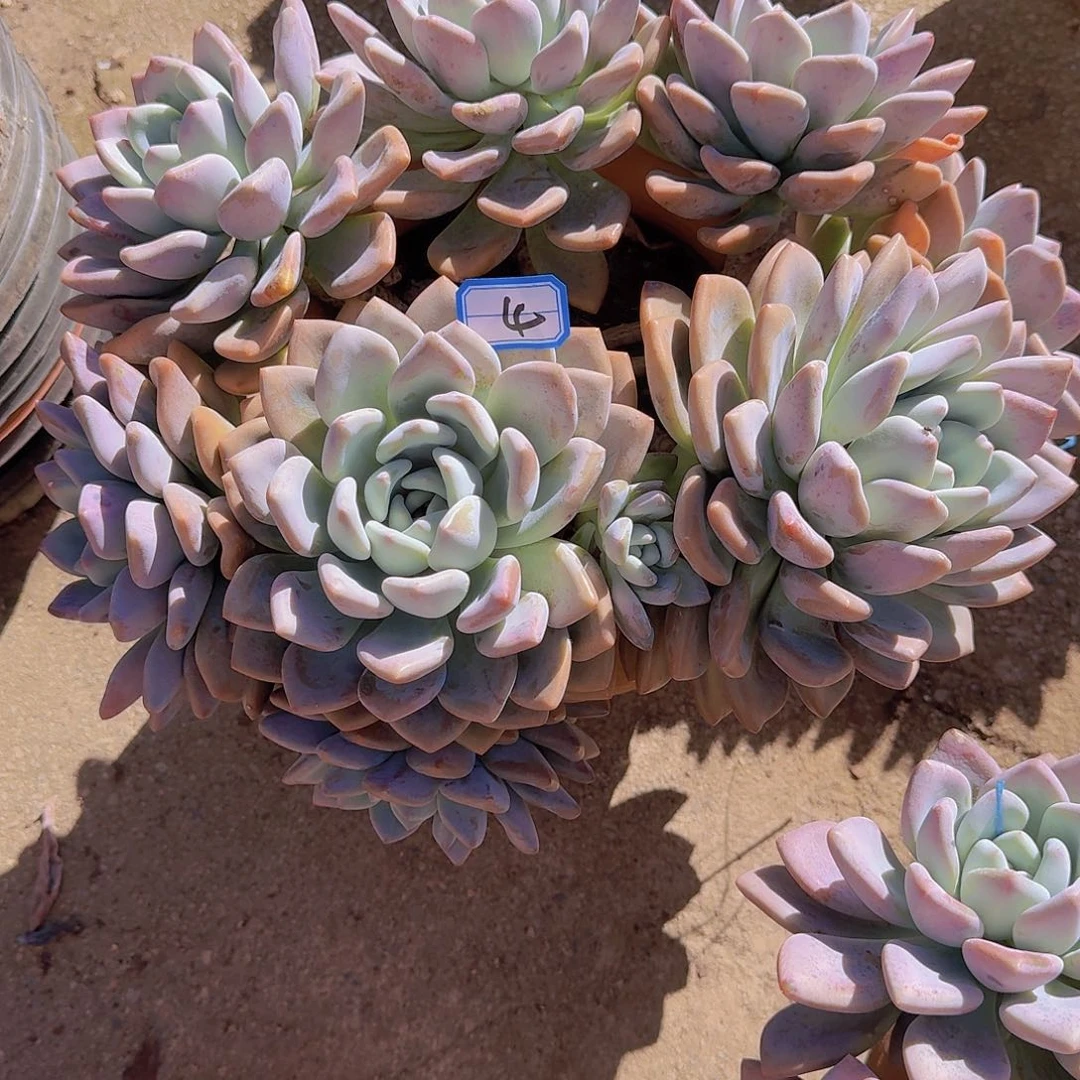 4奥普多肉植物物流