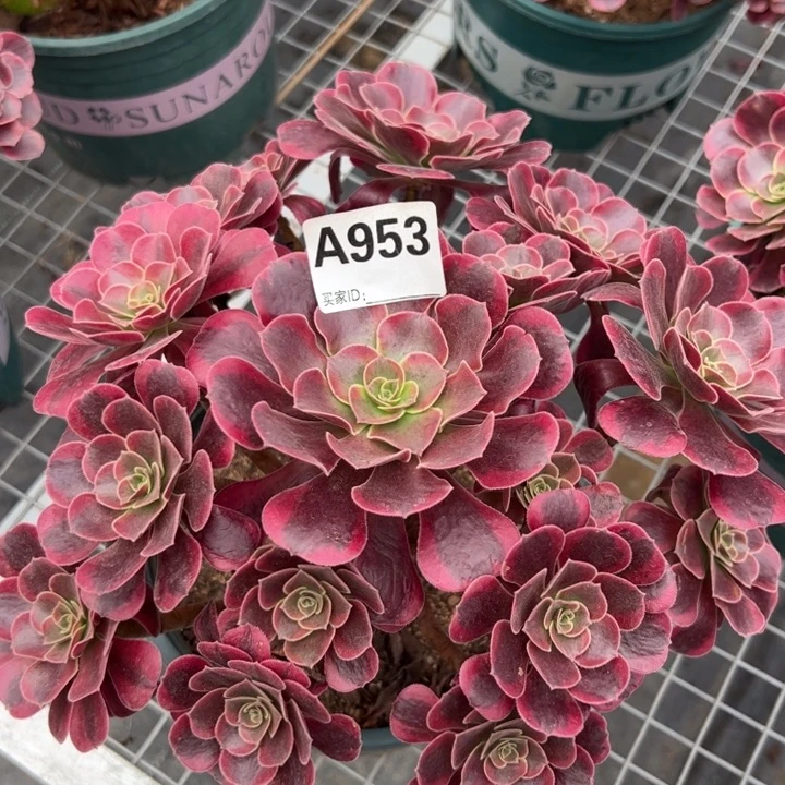 953凤冠25厘米左右