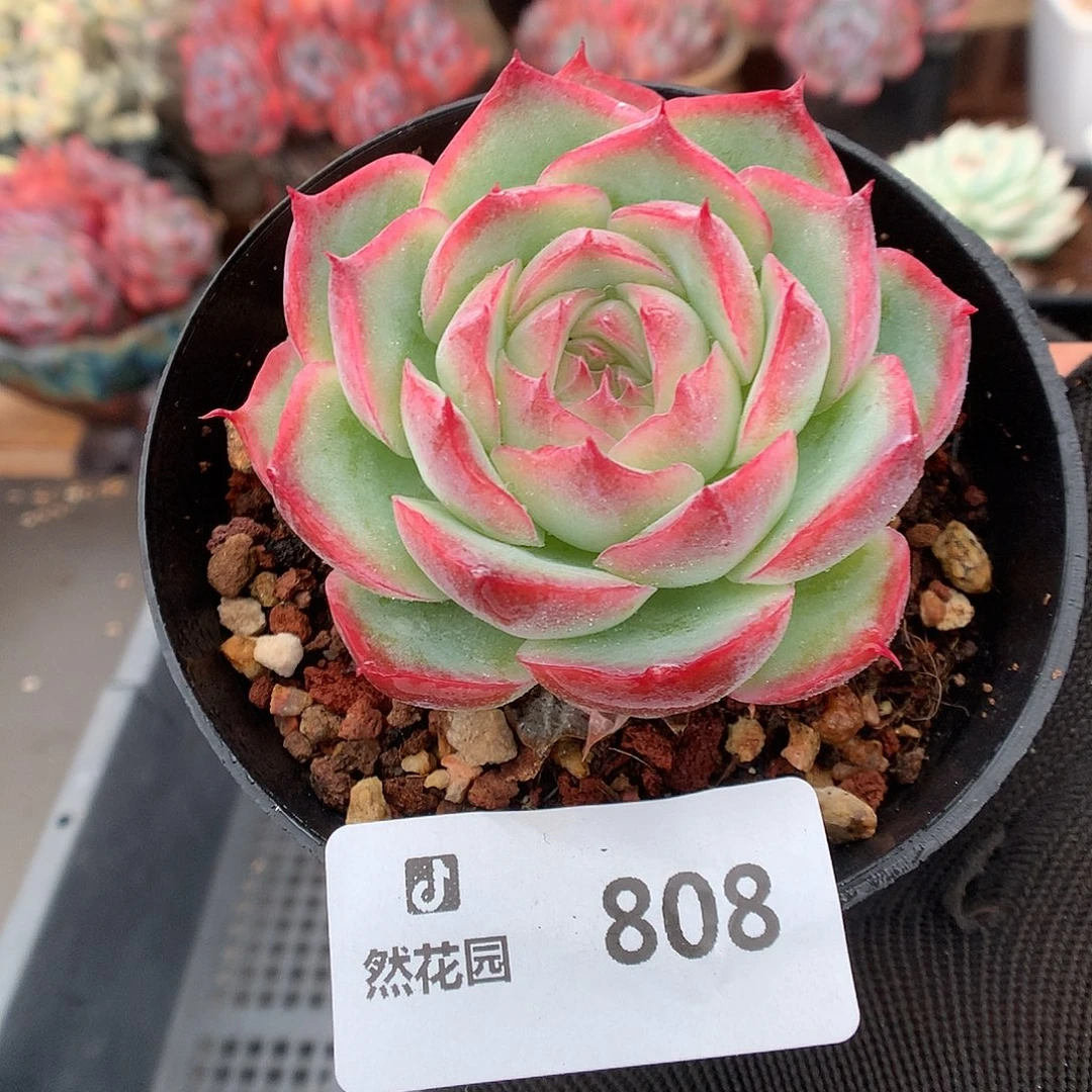 808侧影多肉植物6666
