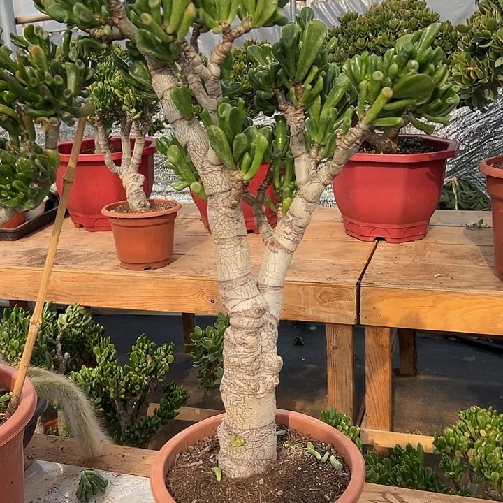 北*星多肉植物实物37