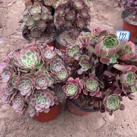 199多肉植物组合，