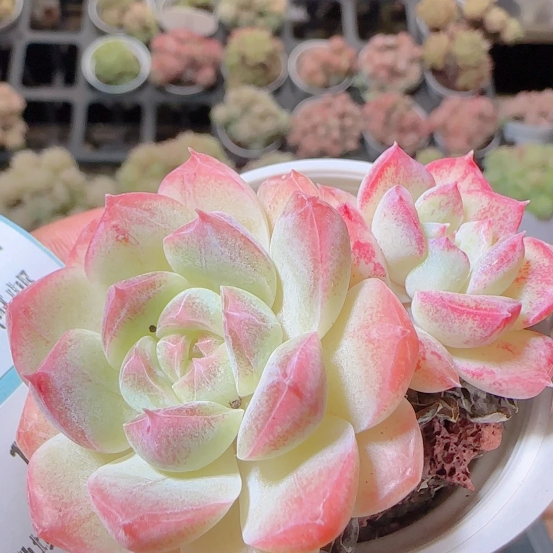 花语逸镜1106-329散