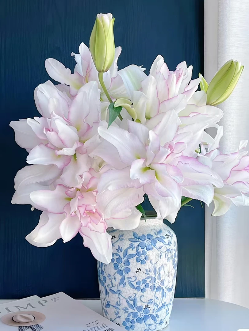 《冰美人》高端重瓣百合  凌源产地直发  高级与浪漫的结合  包邮