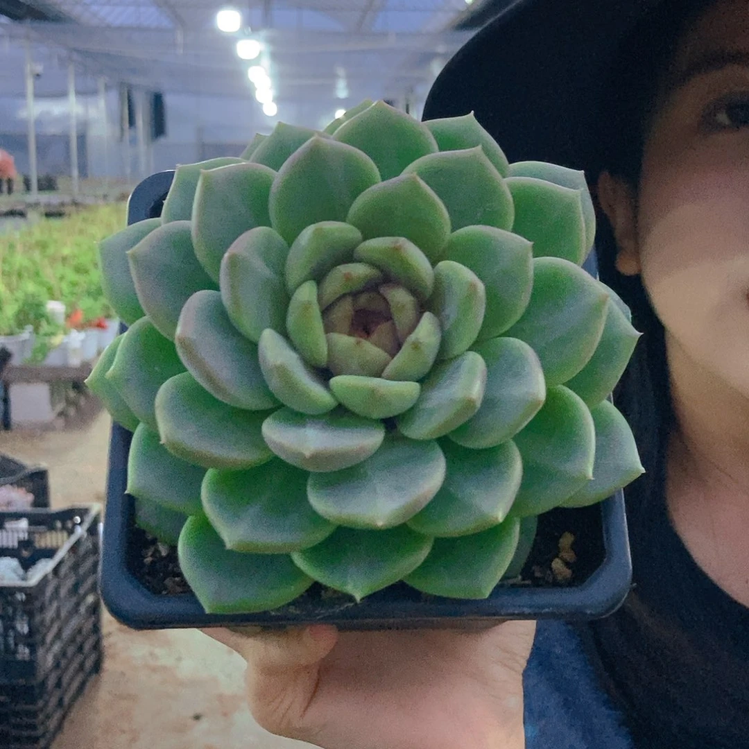 红心5号单头随机发货