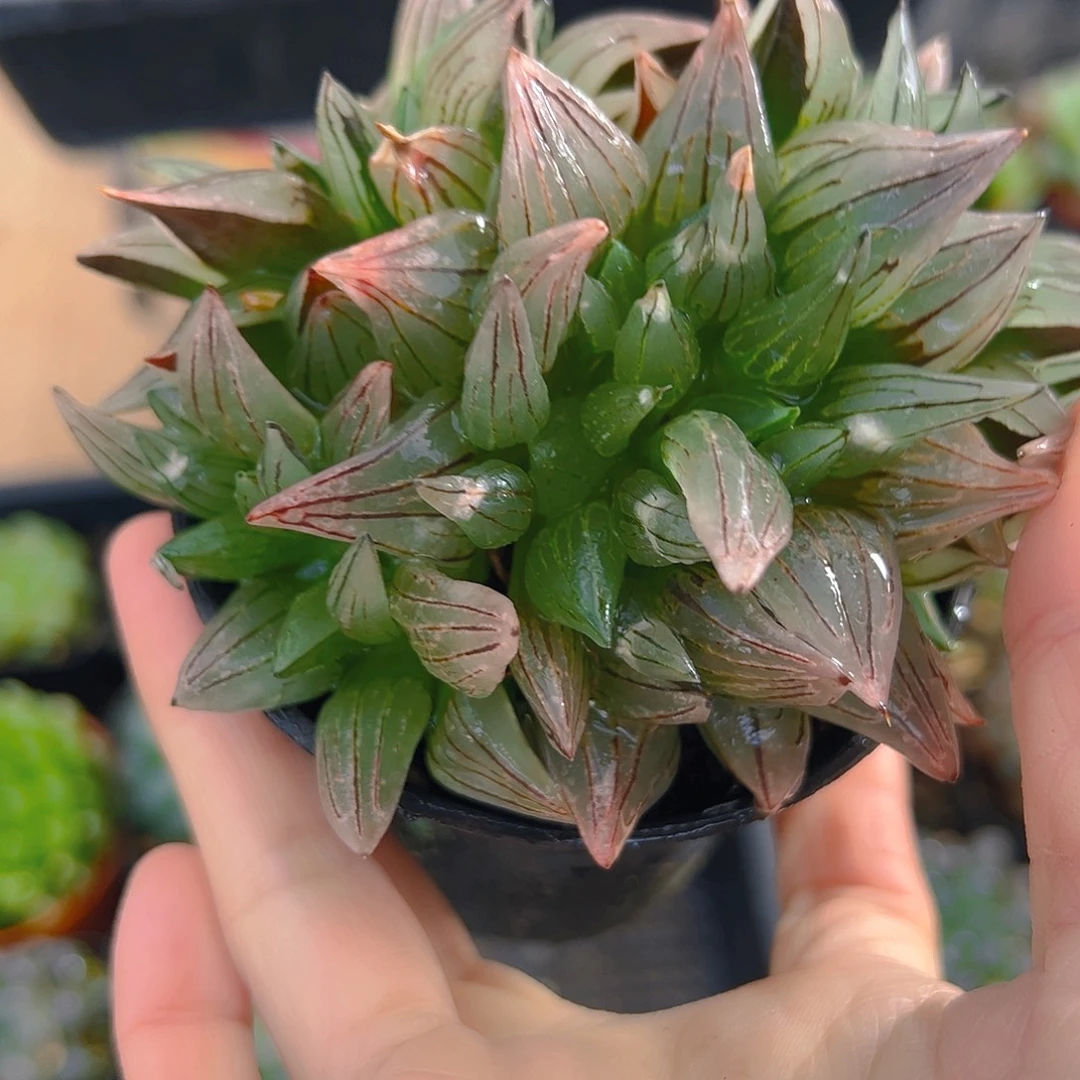 万象盆西瓜寿玉露多肉植物一颗