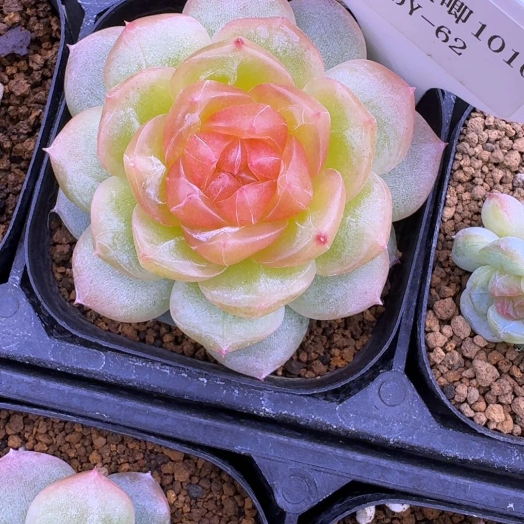 1010-62-追月单头一颗
