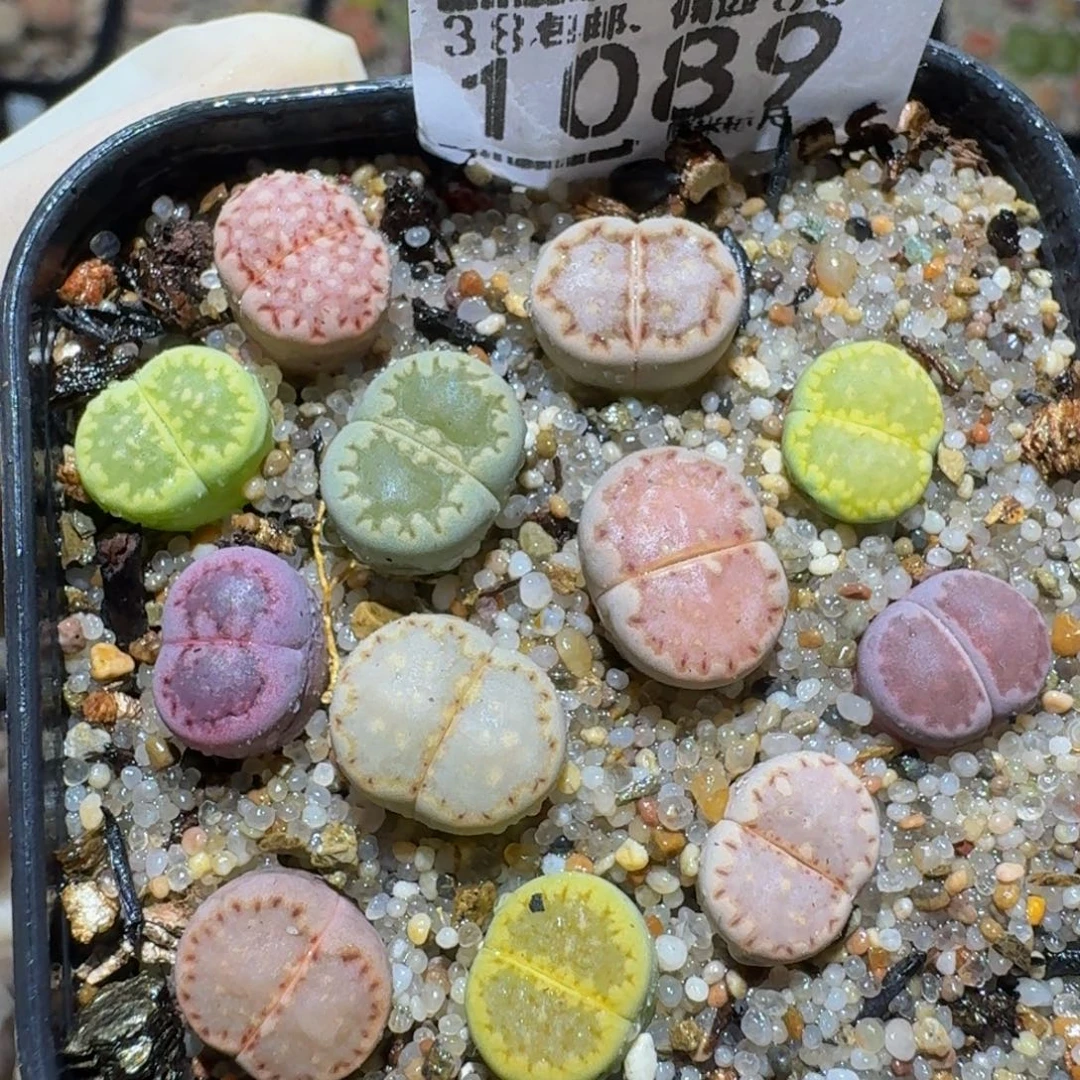 zzzz精品生石花1089