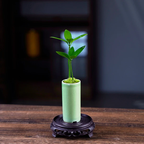 竹柏盆栽驱蚊竹植物办公室绿植室内好养活耐阴花卉四季盆景小摆件