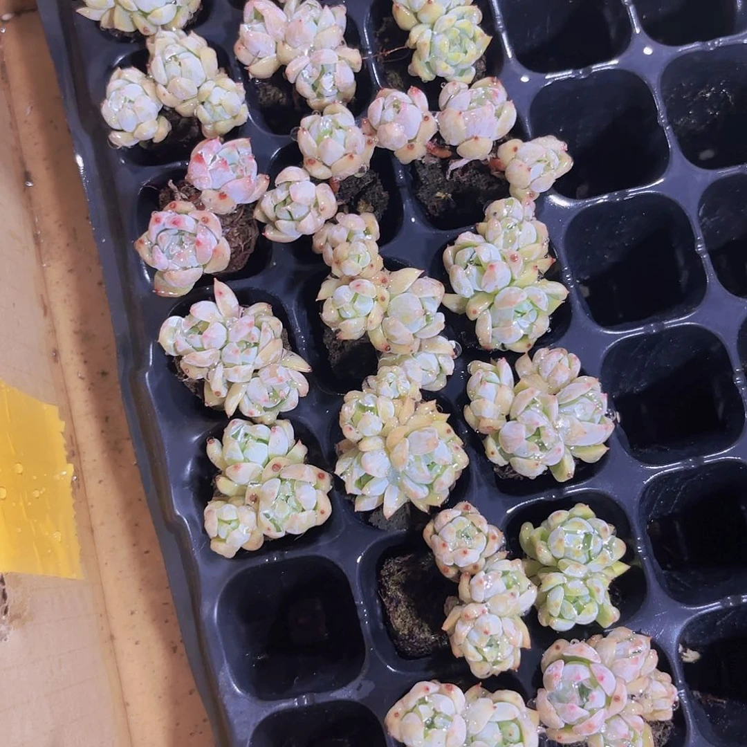 小穴苗霜花2米2颗