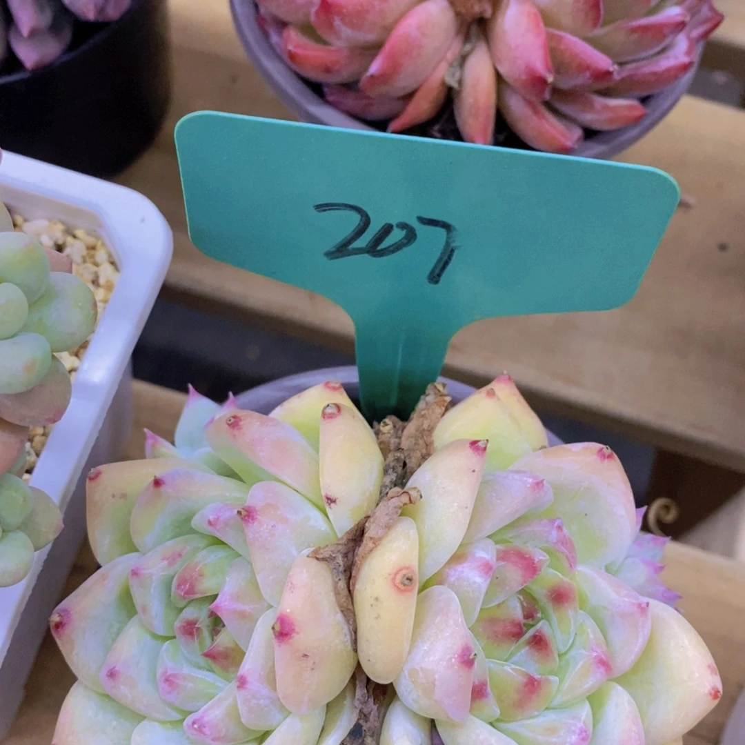 开心多肉，直播间，不对比