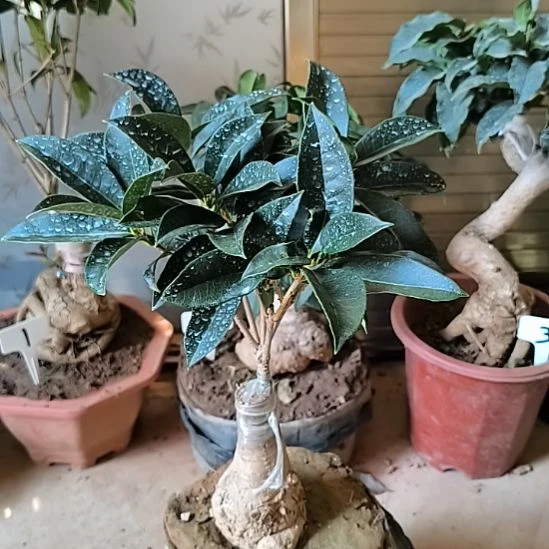 山***闯完全开放艳红桂花