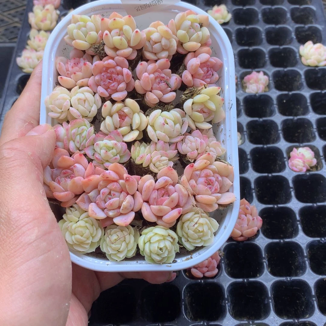 反反复复还是很开心005