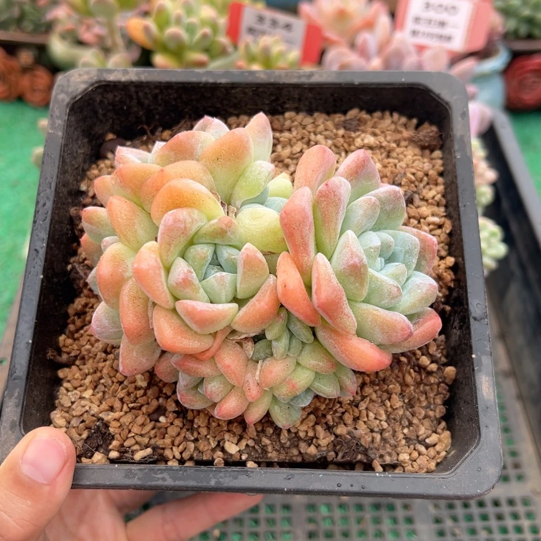 表妹精品多肉植物336.