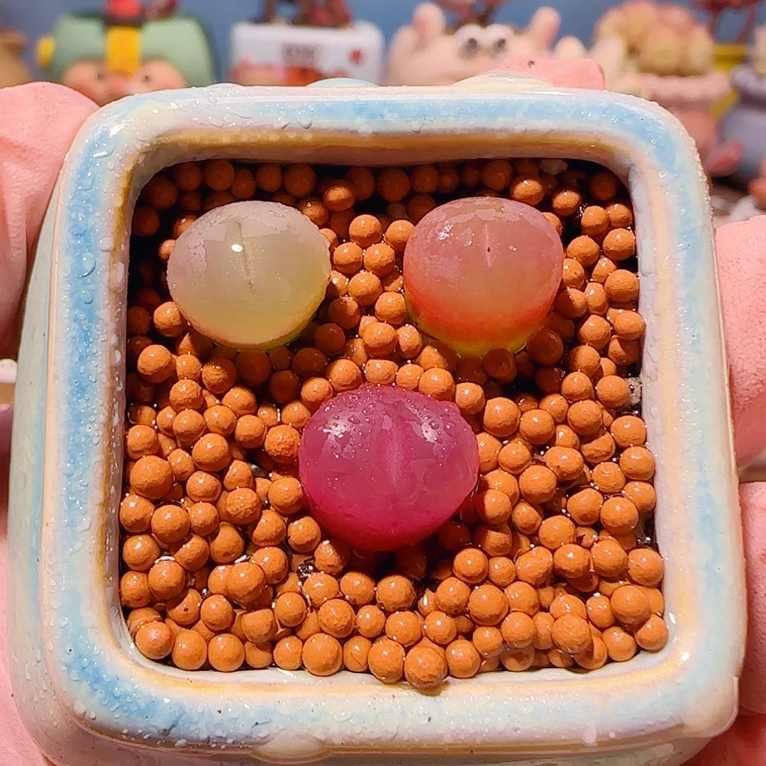 T彩色蟠桃拼盘带盆土盆口4cm