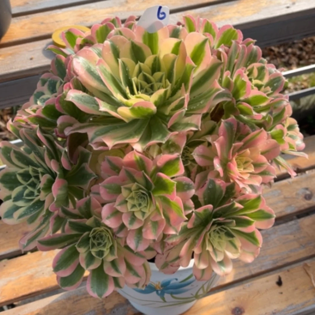 【闪购商品】6白凤多肉法师