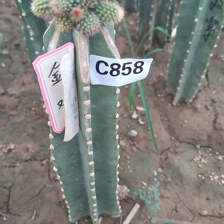 顺***志量天尺4色金妞1个858