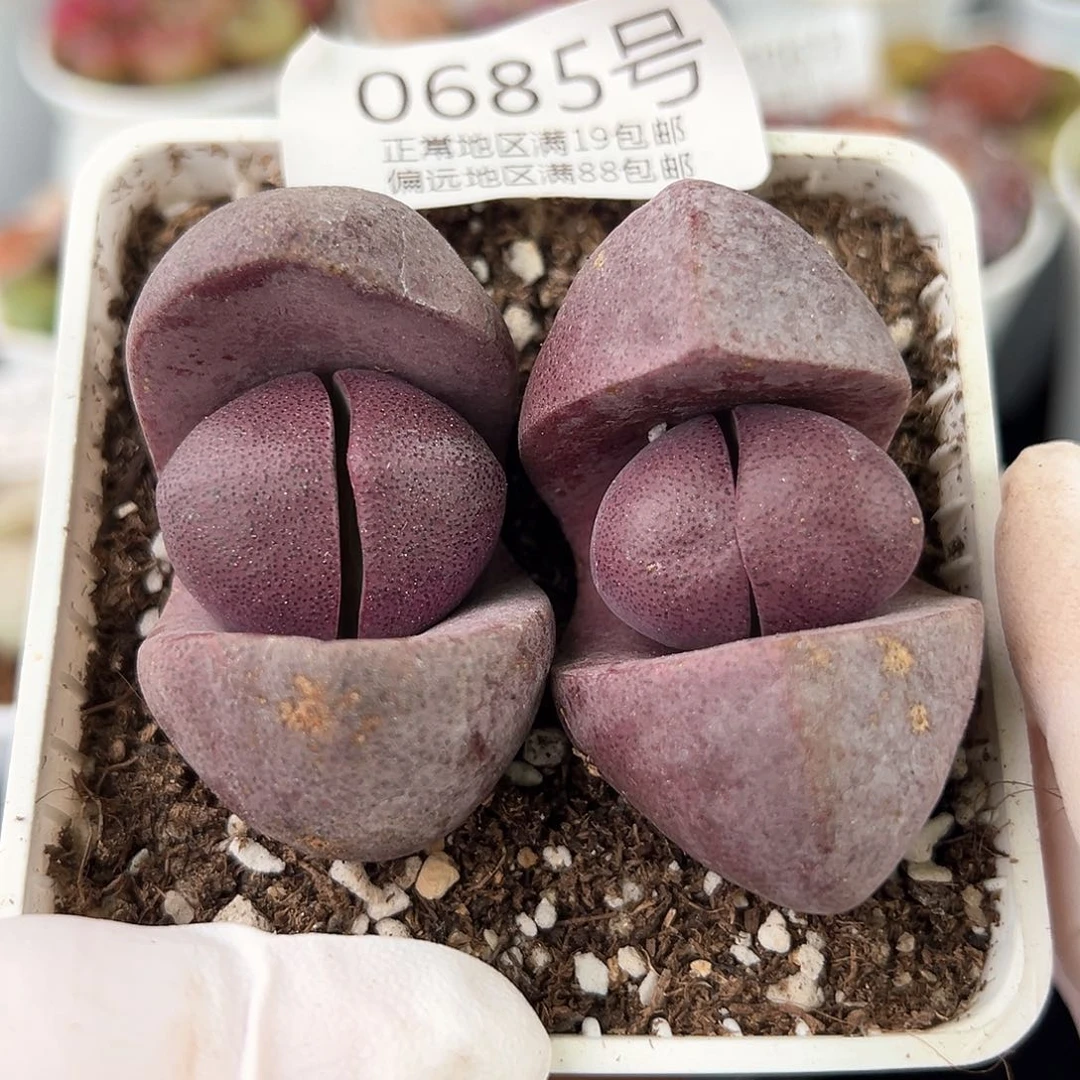 好养易活生石花大母本0685