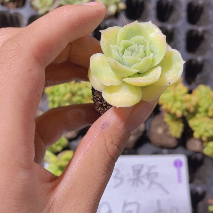 精品水晶虾饺一颗