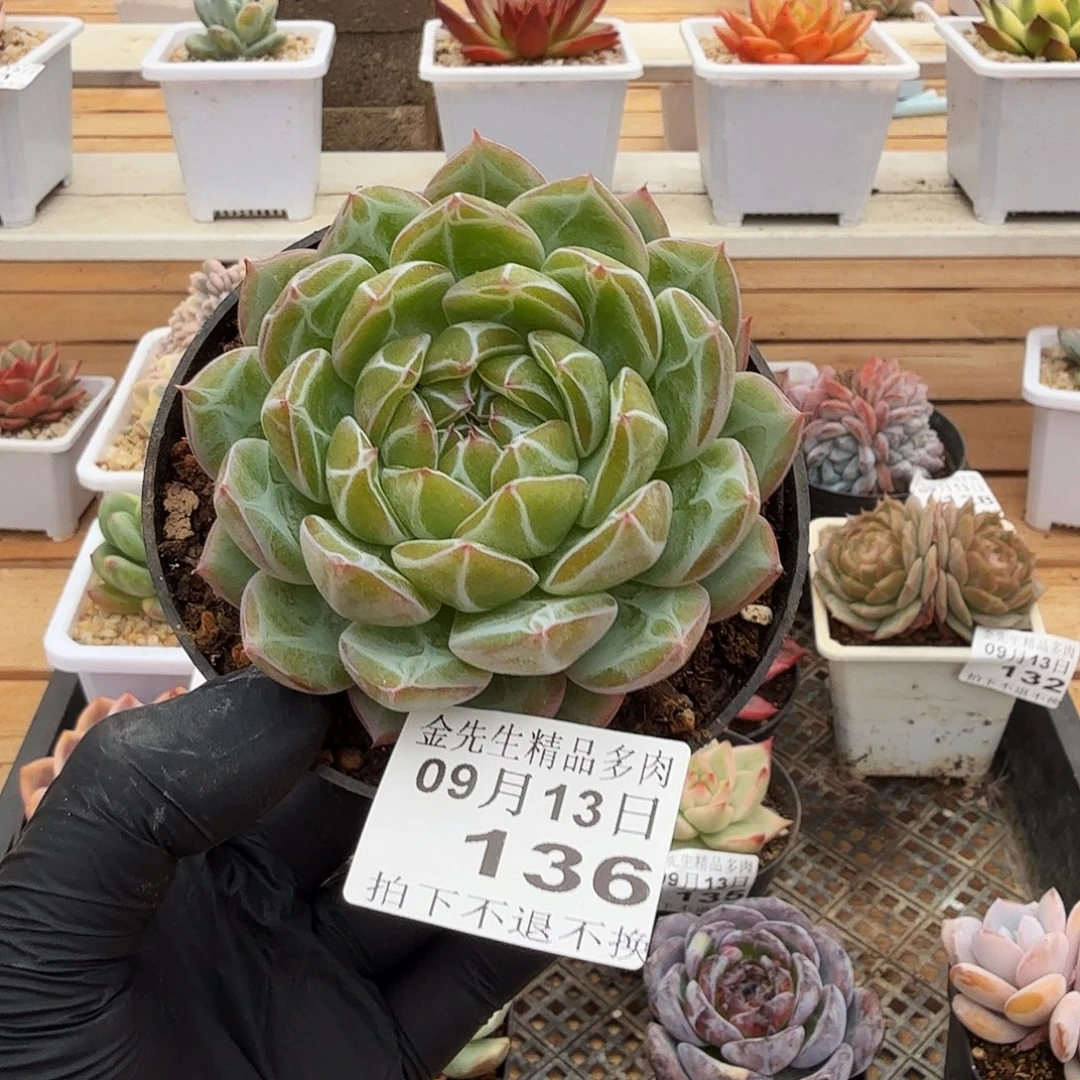 0913-136雪花珍妮