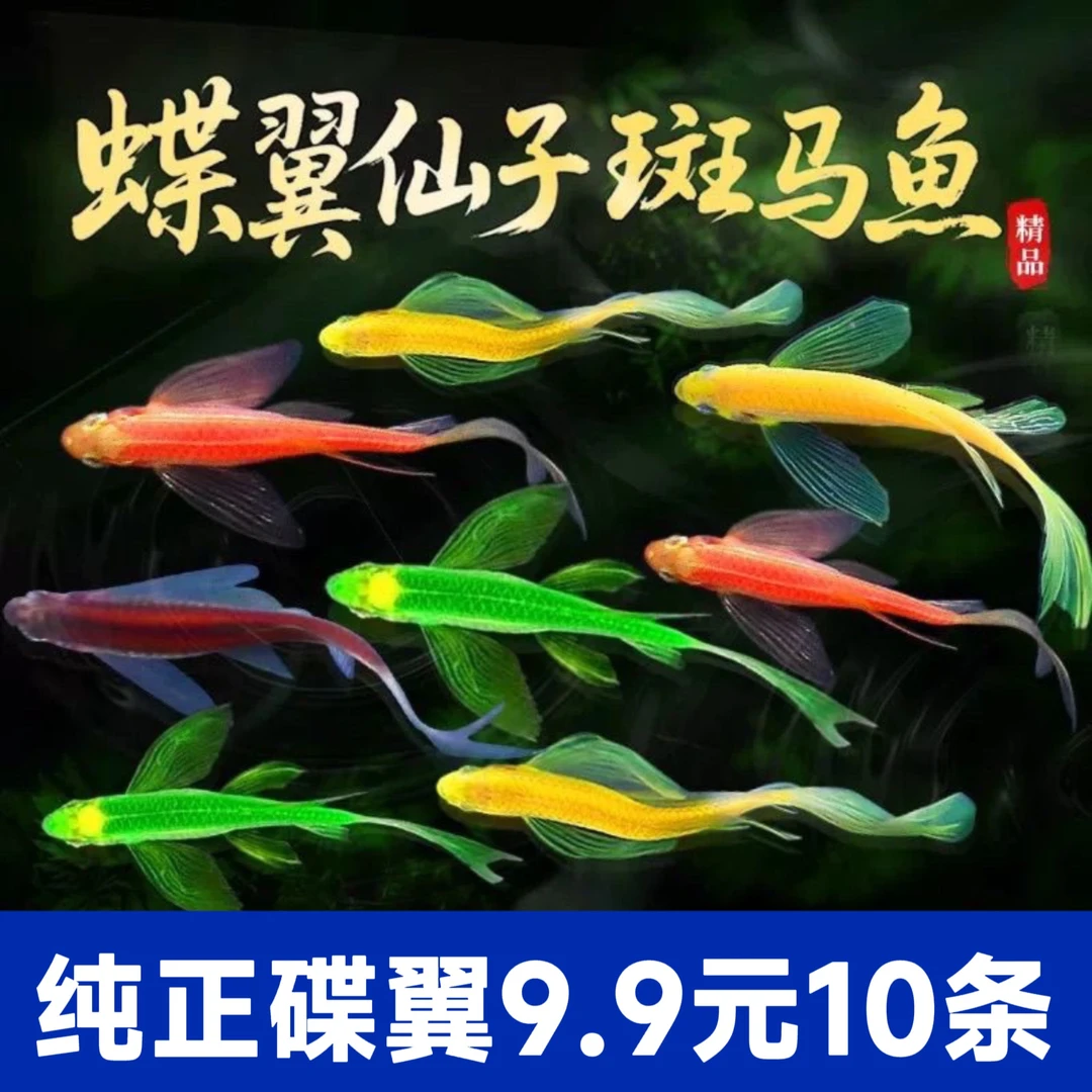 蝶翼斑马鱼长尾长鳍热带淡水观赏鱼好养活小型活体宠物