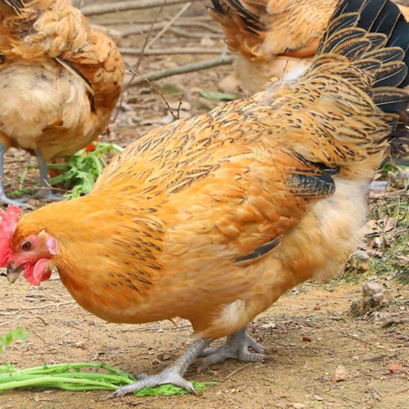 老母鸡新鲜现杀散养土鸡农家自养老母鸡新鲜整只煲汤食材包邮