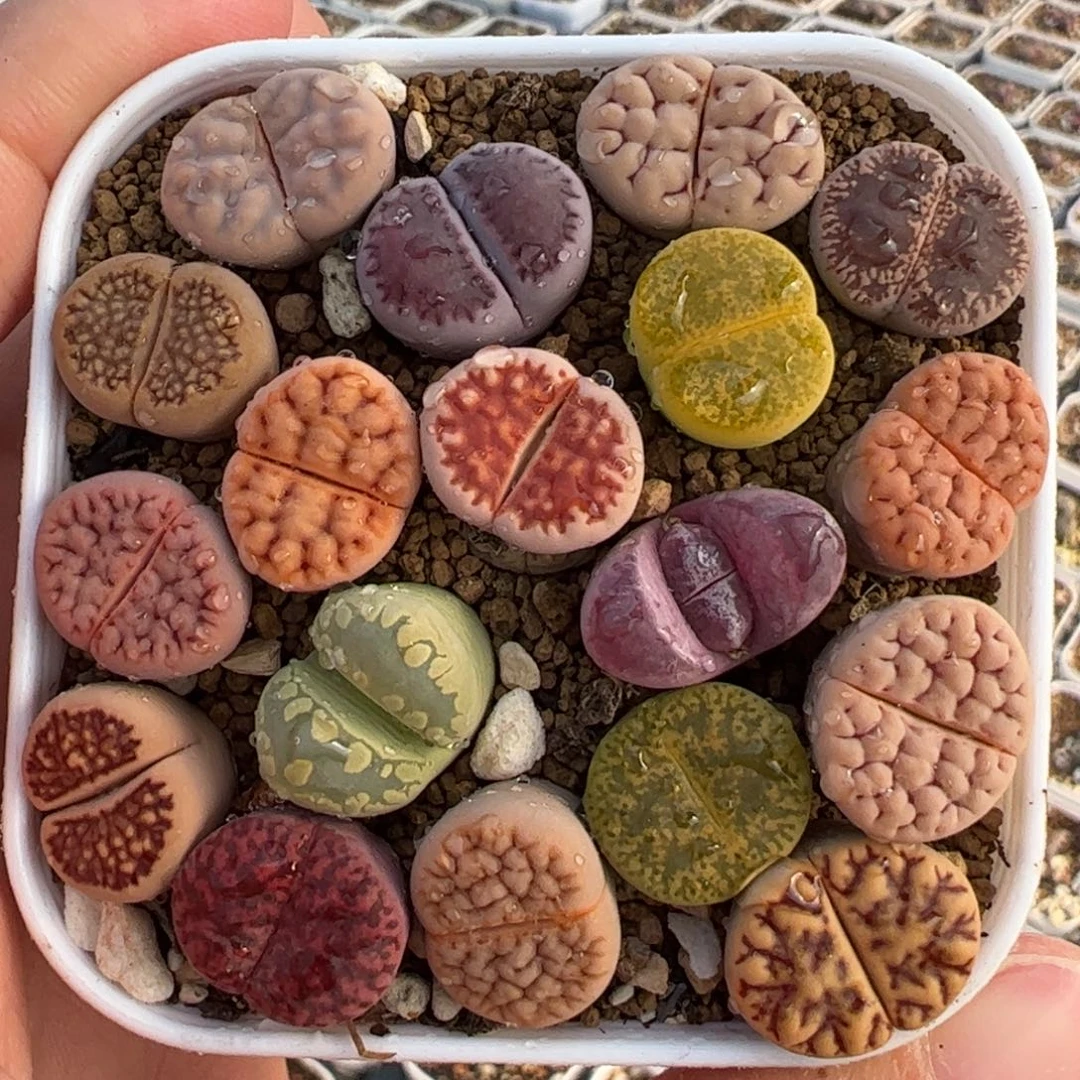 组合母本带盆多肉植物百科