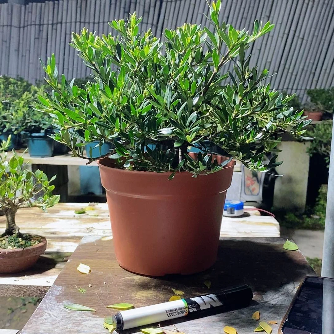 无花朵小*哥栀子花