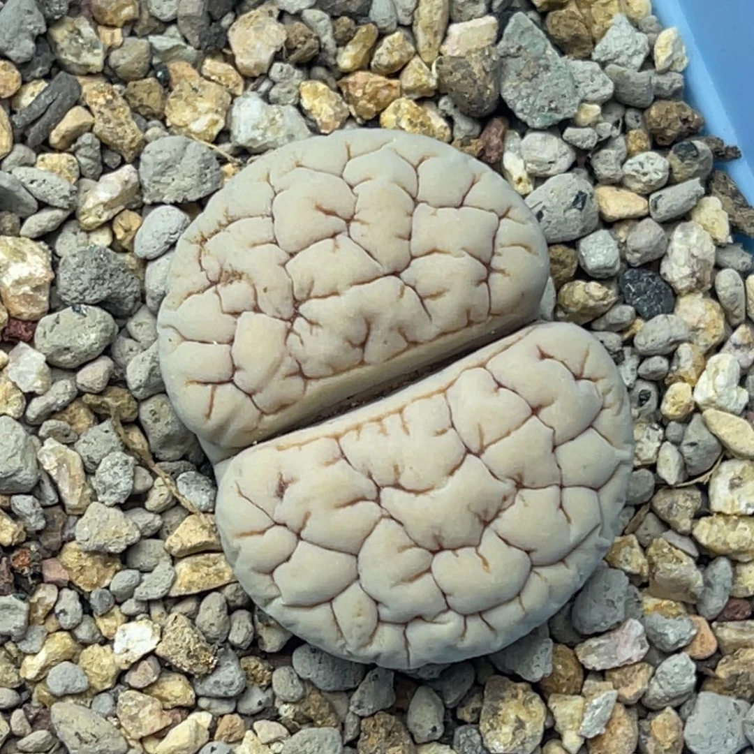 4889球体凹凸189一颗