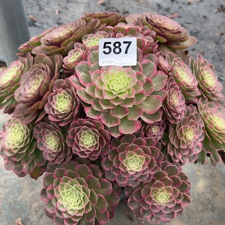 587莲花32厘米左右