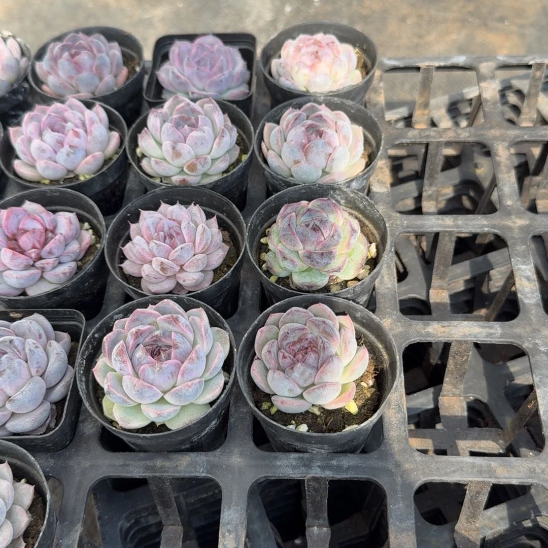 12-20紫色黑玫瑰杂交一颗量拍