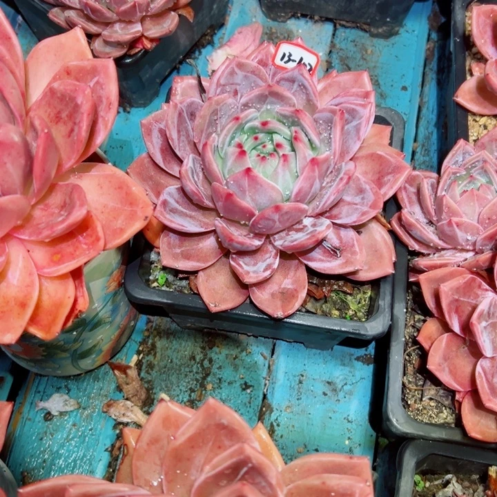 邹***白精品多肉植物老桩