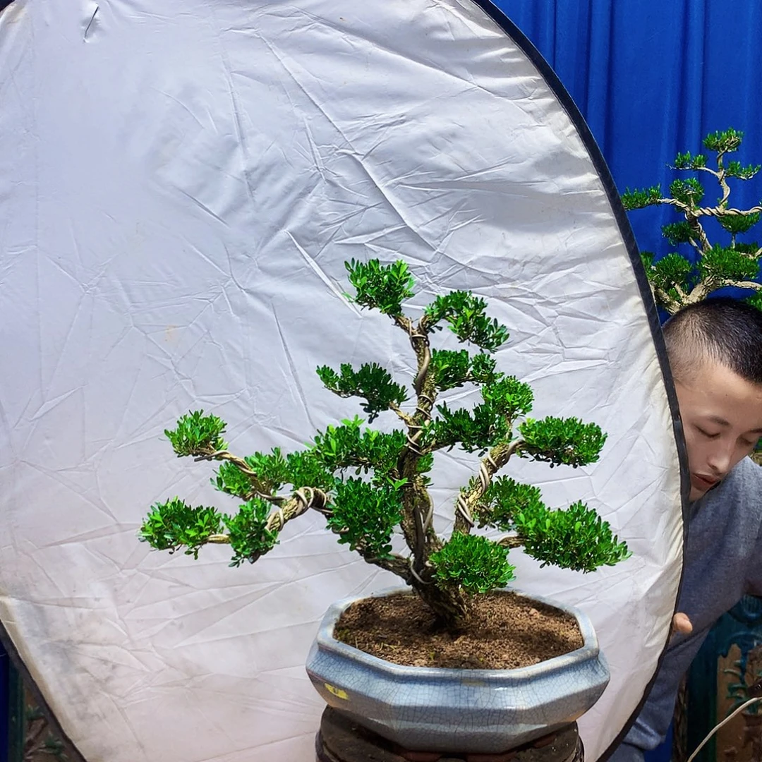 无花朵黄杨盆景一物一拍