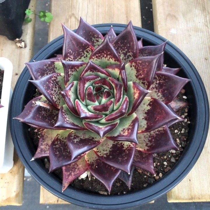 血斑黄皮00000000029