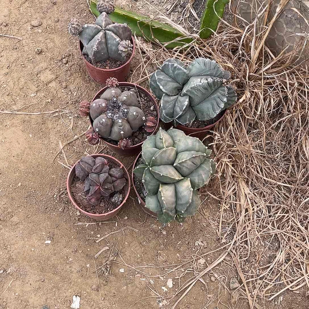 易*香1111111121121111