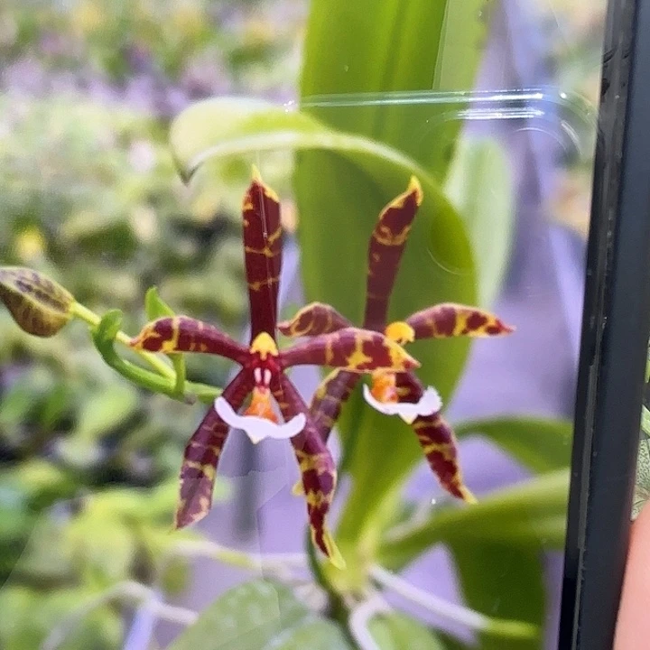 当前无花栽培后可以开花黑豹