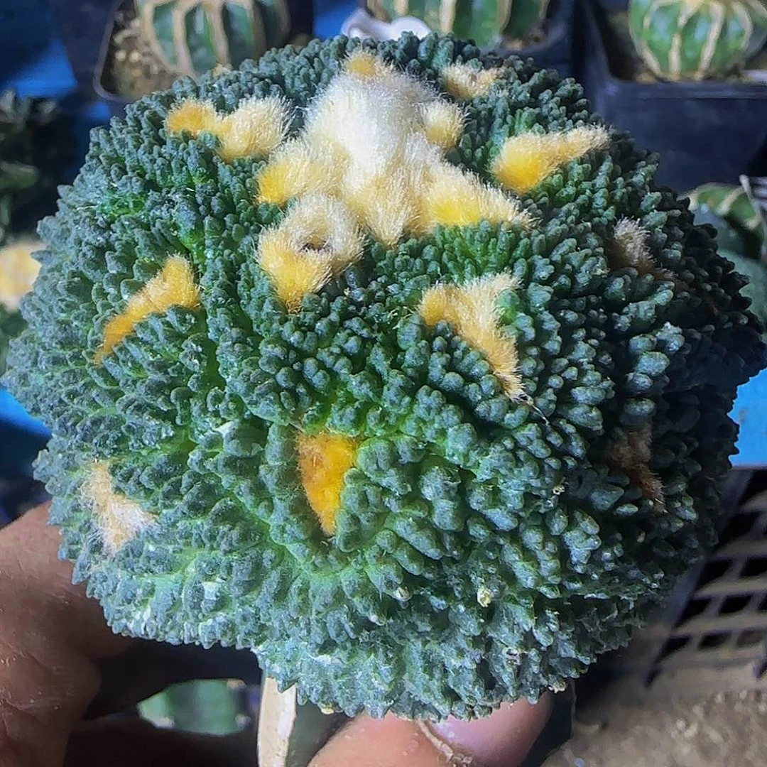 哥斯拉940仙人球开花