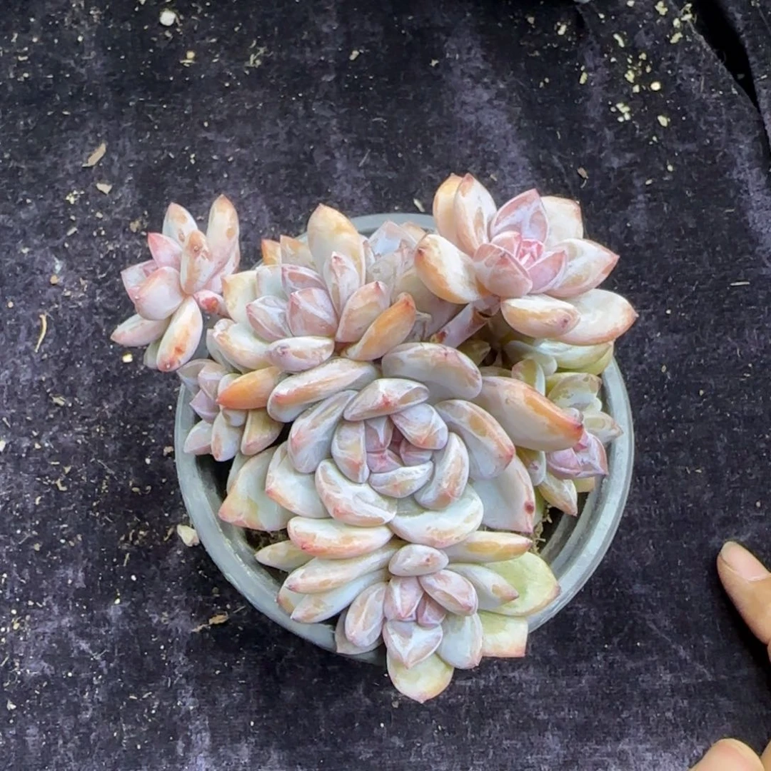 星影石榴籽一物一拍9头