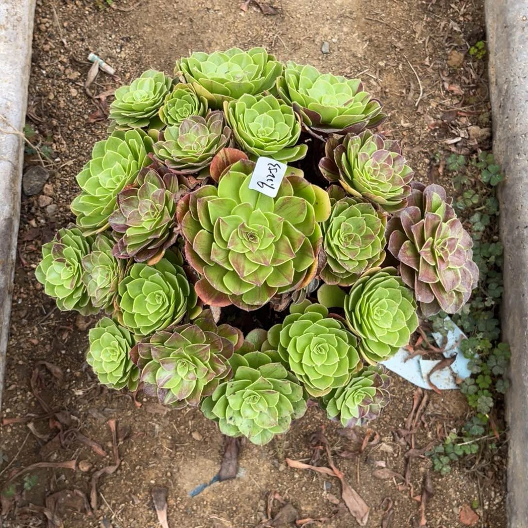 9.22-53花月夜手捧多肉