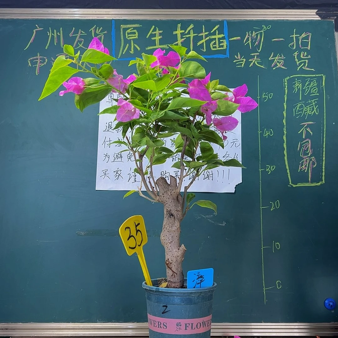 当前无花栽培后可以开花3.5cm粗  漳红樱 小树桩  35