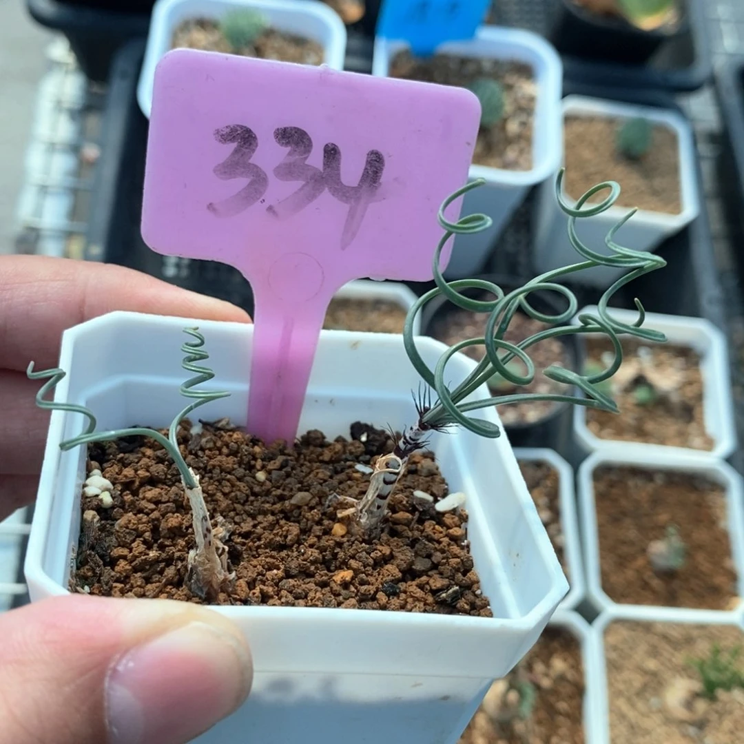 gv双叶翘弹簧草多肉植物