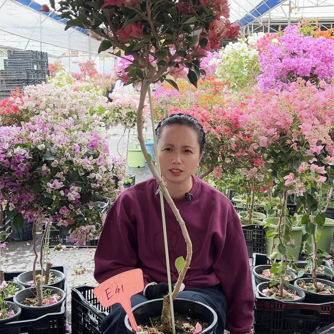 酷***儿大部分花苞少量开放E41卡亚塔