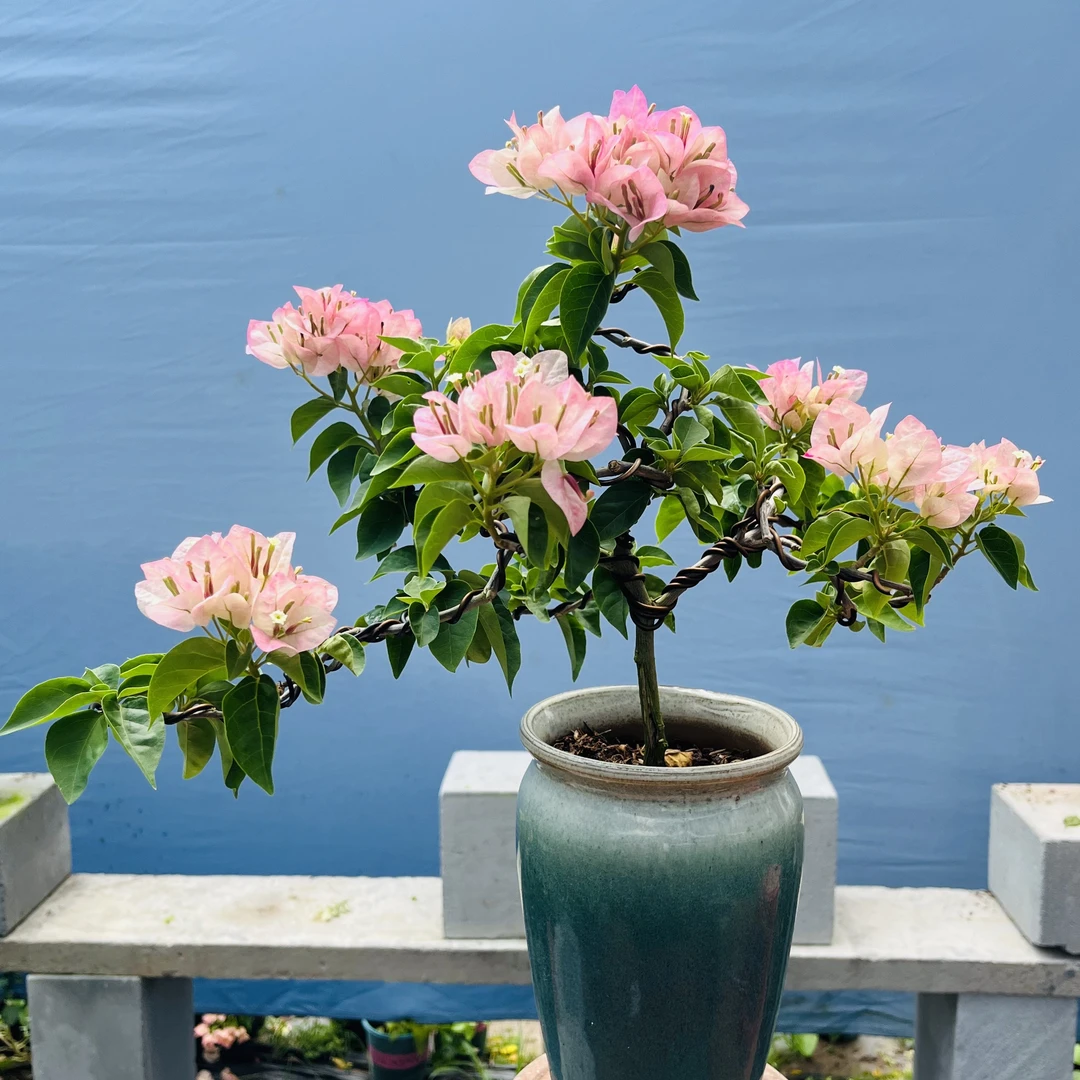 三角梅带花盆景绿植室内室外四季开花院子阳台精品一物一拍发货