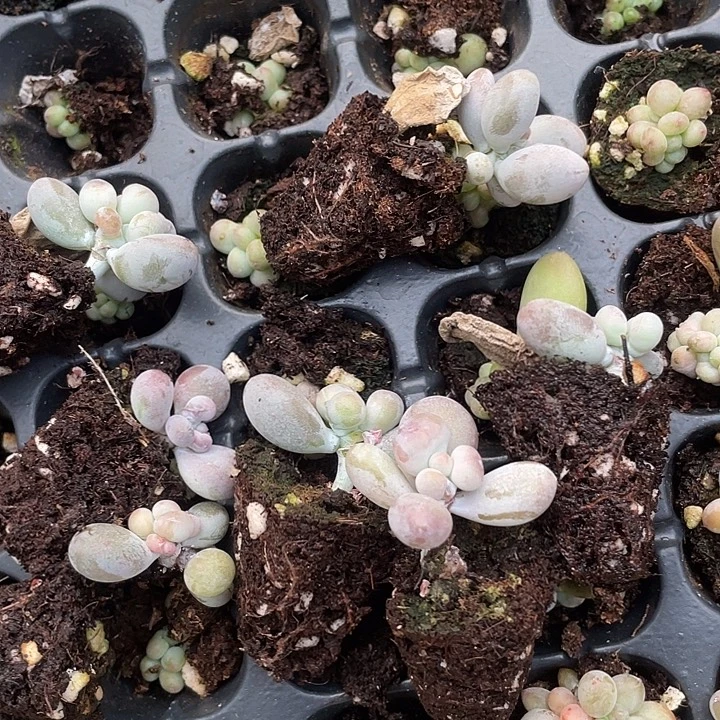 油煎随机发满18包邮