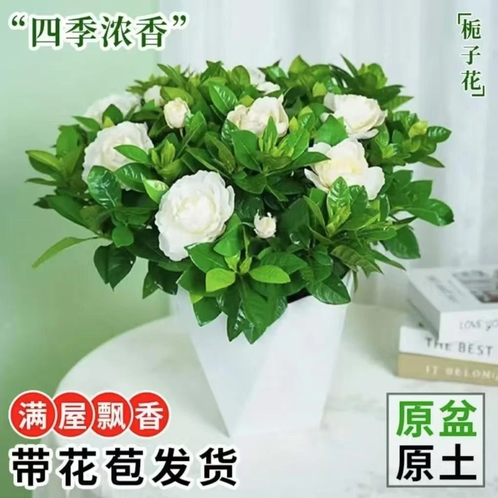 栀子花浓香型盆栽花卉室内植物花苞四季净化空气开花好养