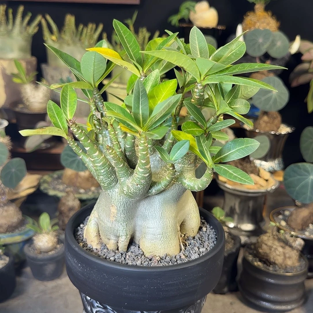 一物一拍哥斯拉沙漠玫瑰28