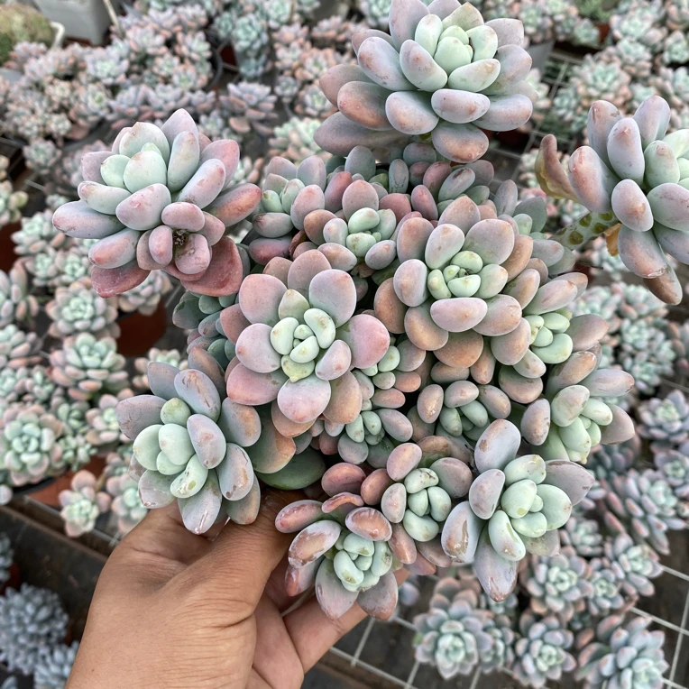 红洛神多肉植物大群