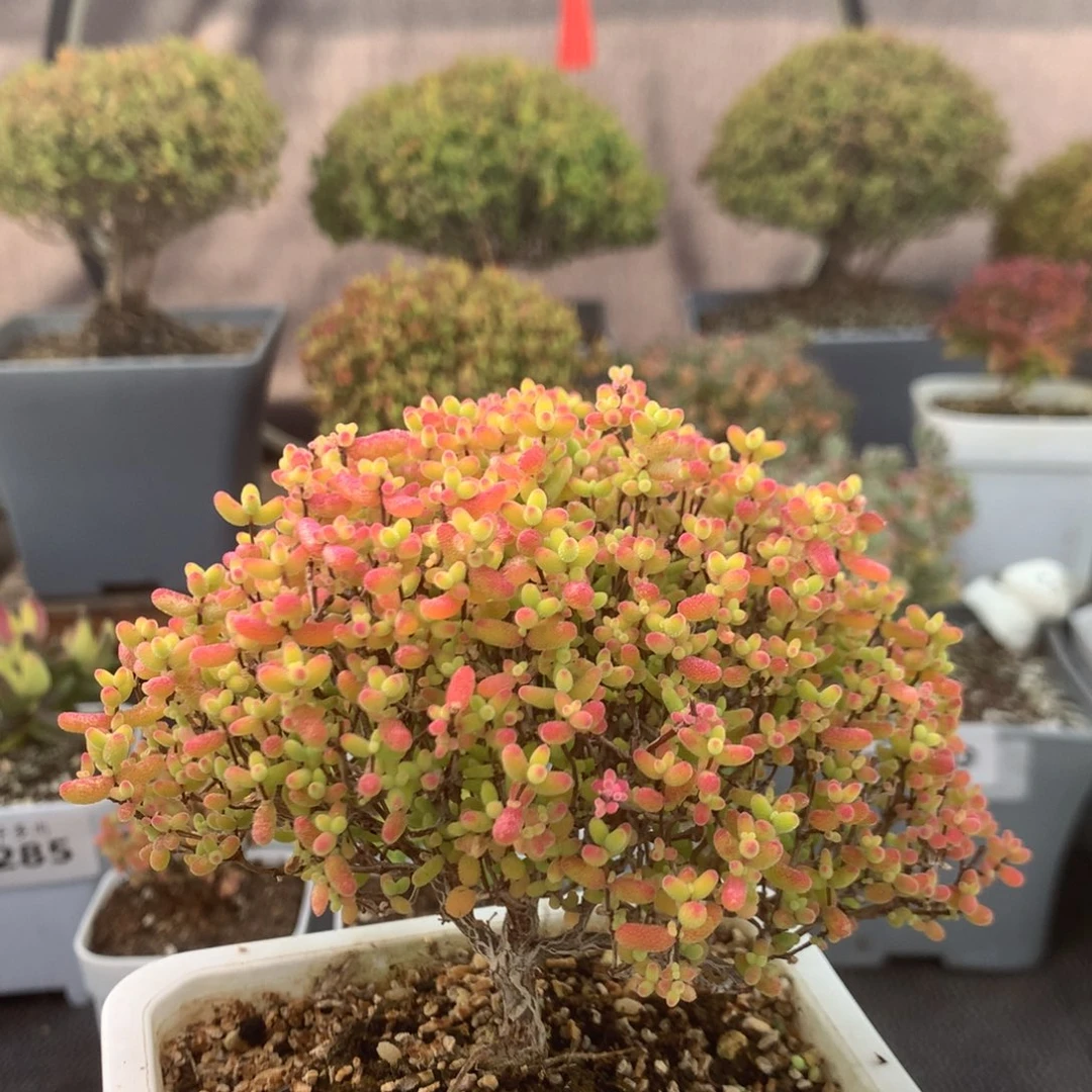 299蜜橘糖球。