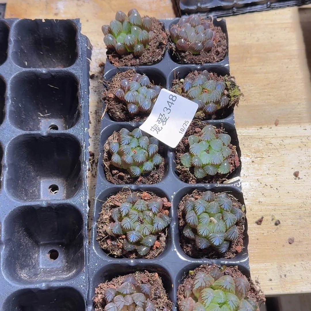 直播福利一物一拍348